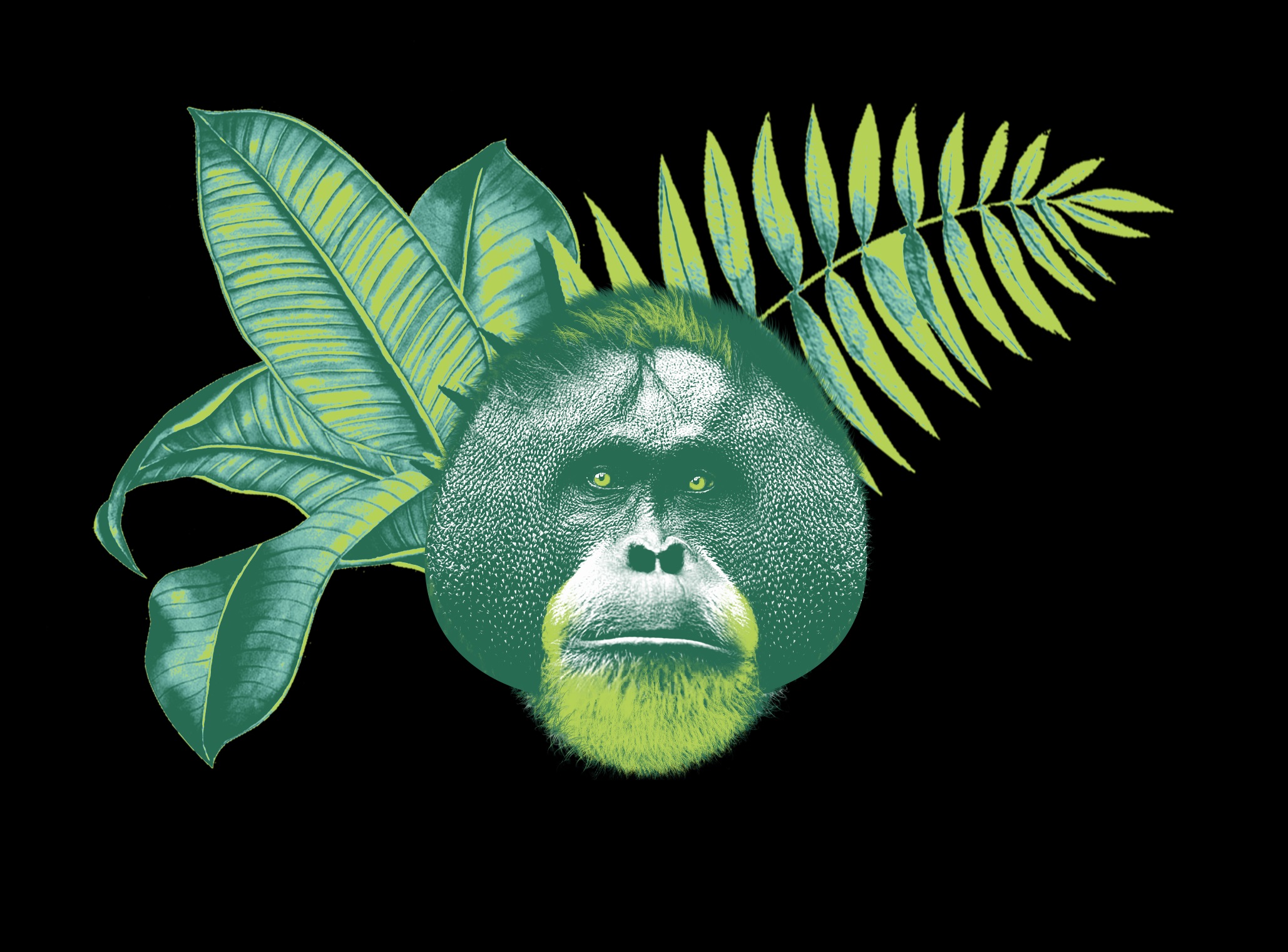"Les grands singes débarquent !"