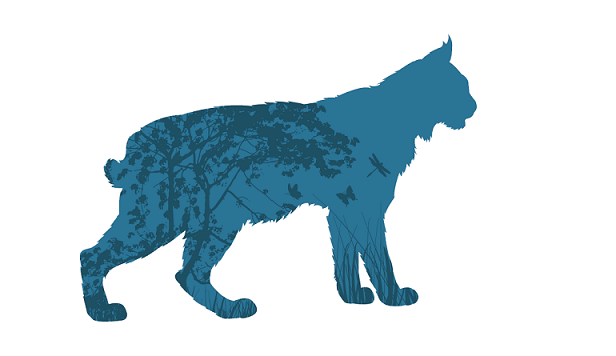 "Lynx,où es-tu ?"